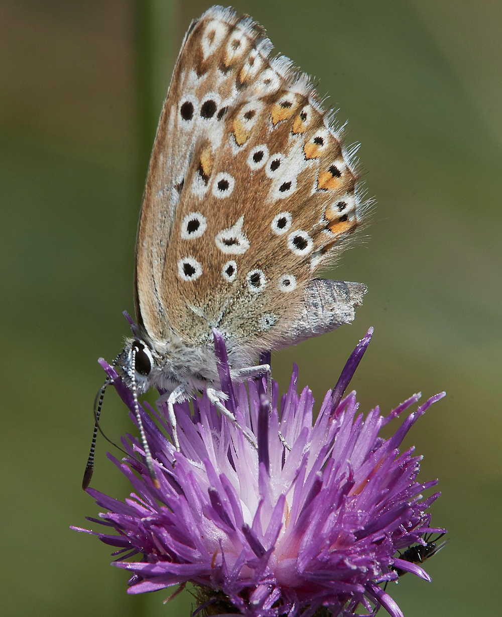 WarhamChalkhillBlue030818-4