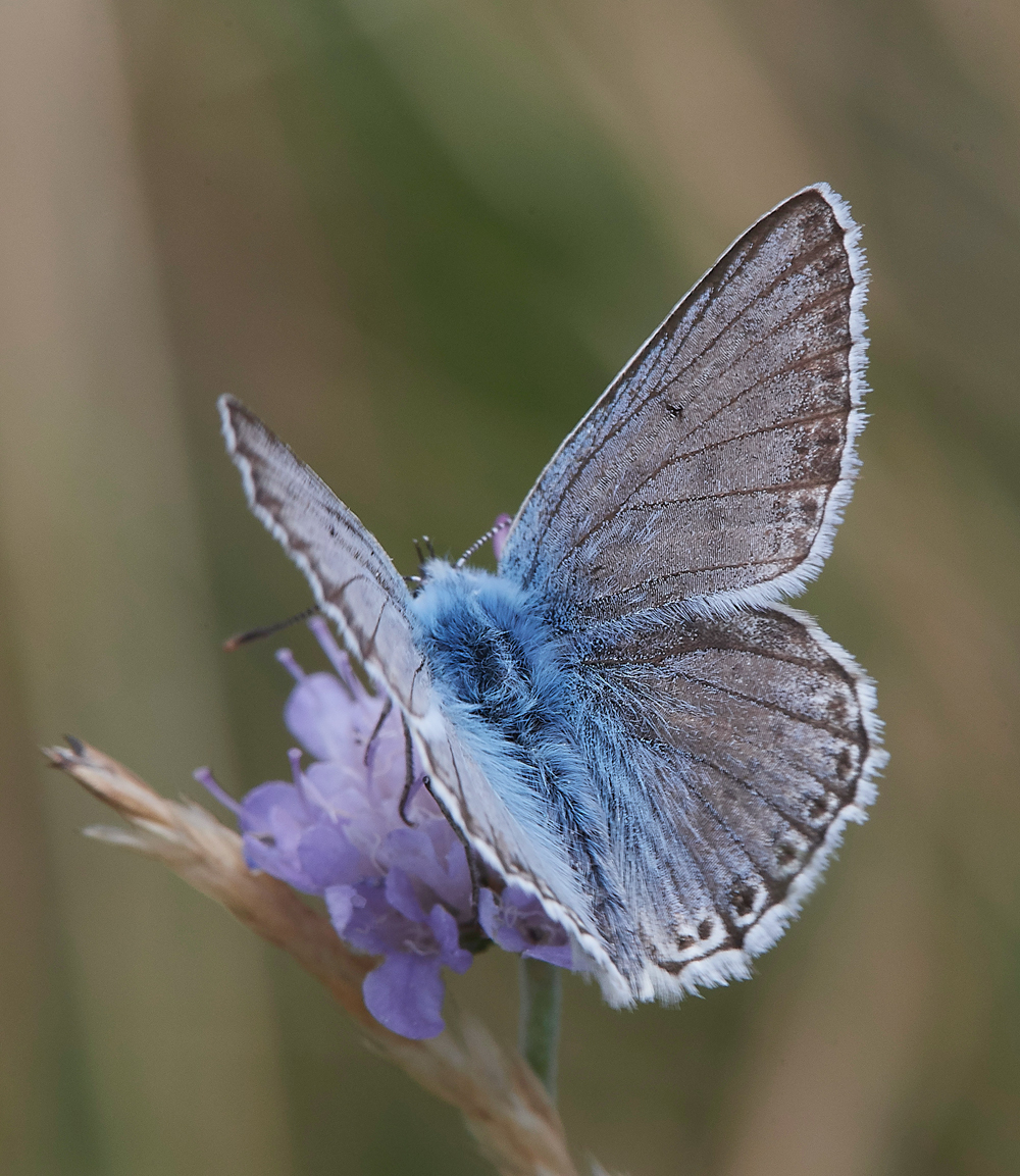 WarhamChalkhillBlue030818-5