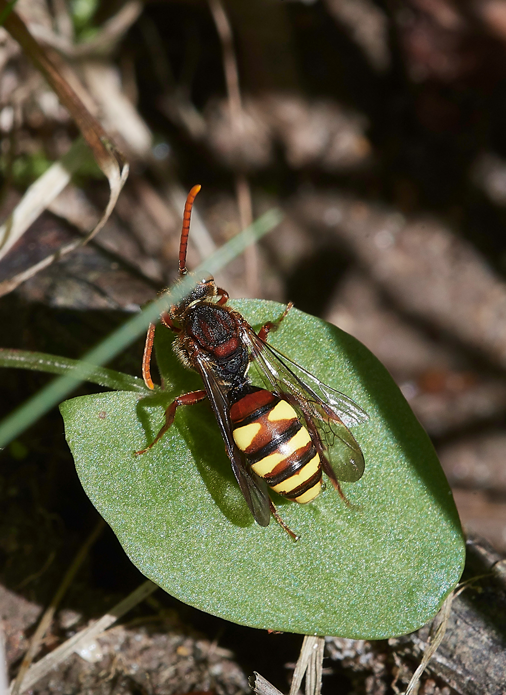 Wasp050518-1
