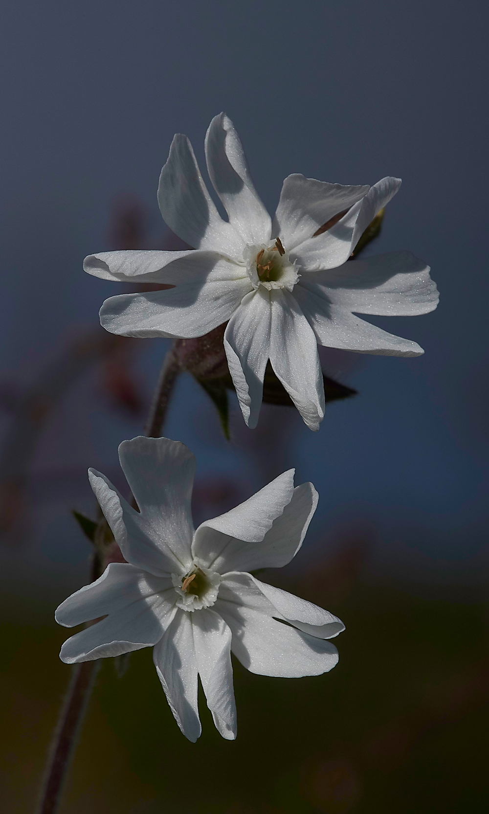 WhiteCampion100718-1