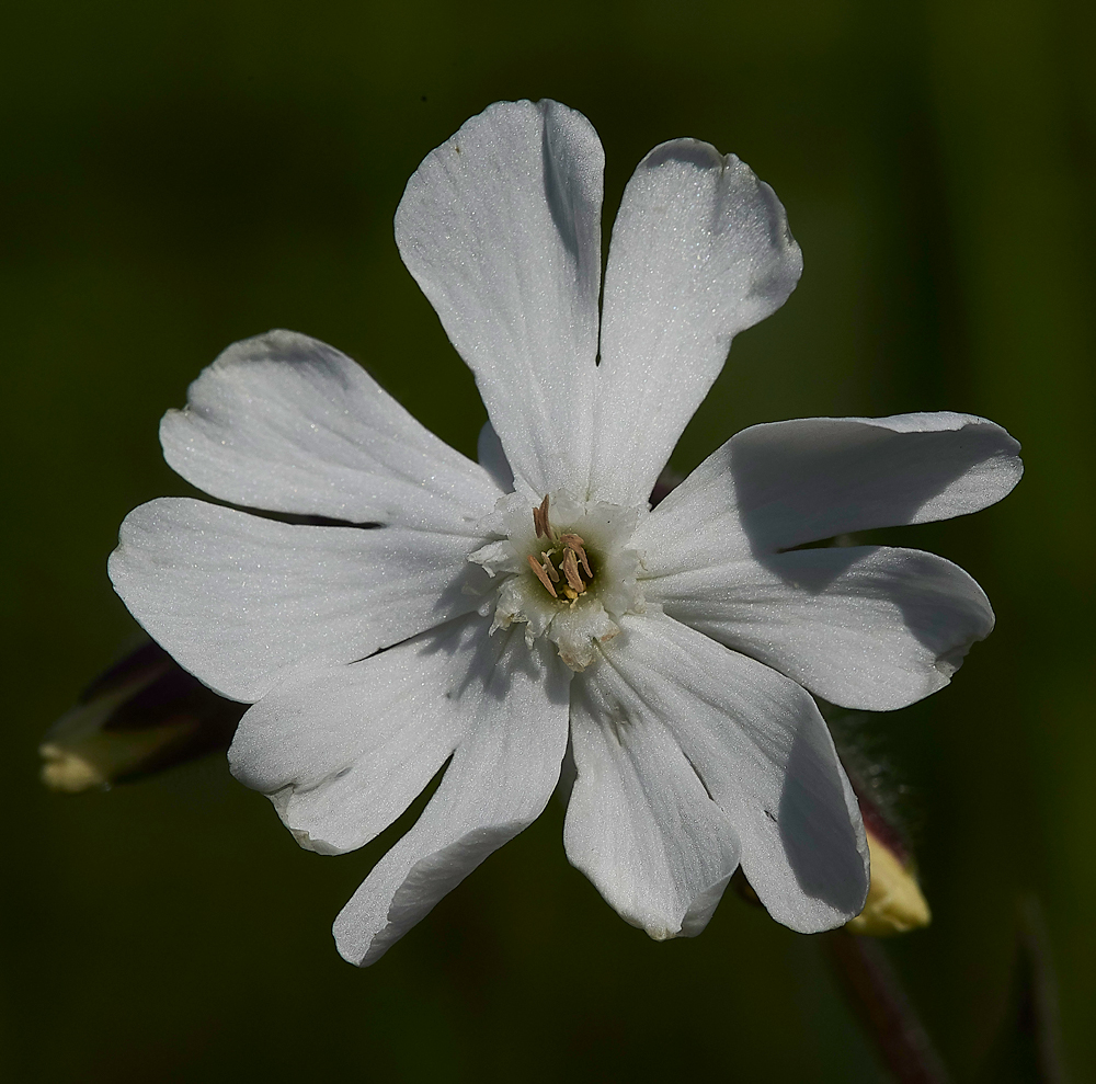 WhiteCampion100718-2