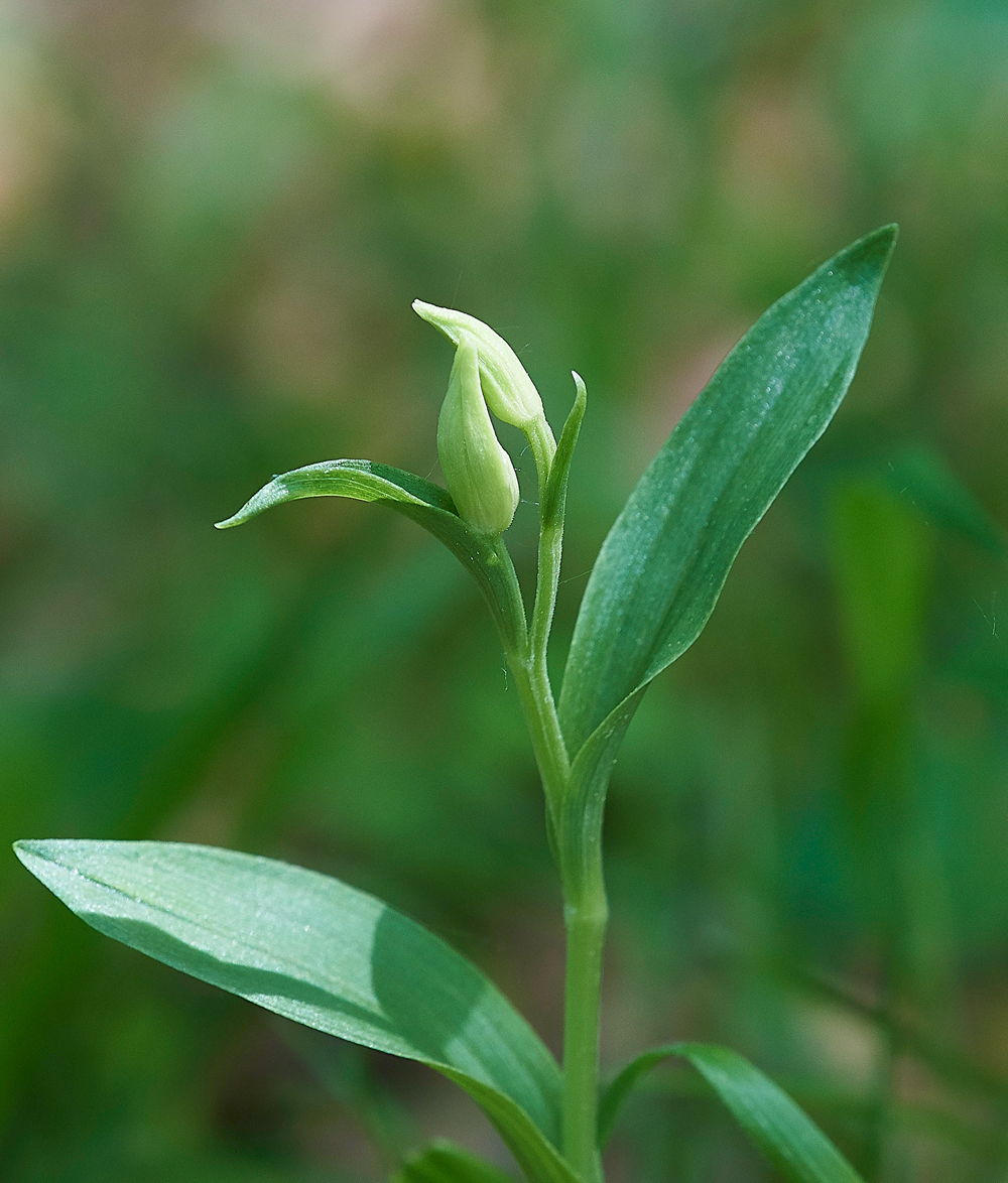 WhiteHelleborine180518-2