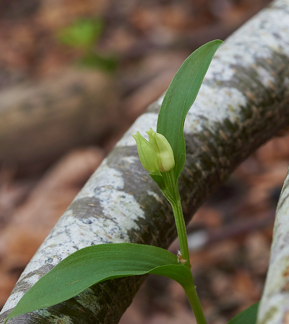 WhiteHelleborine180518-3