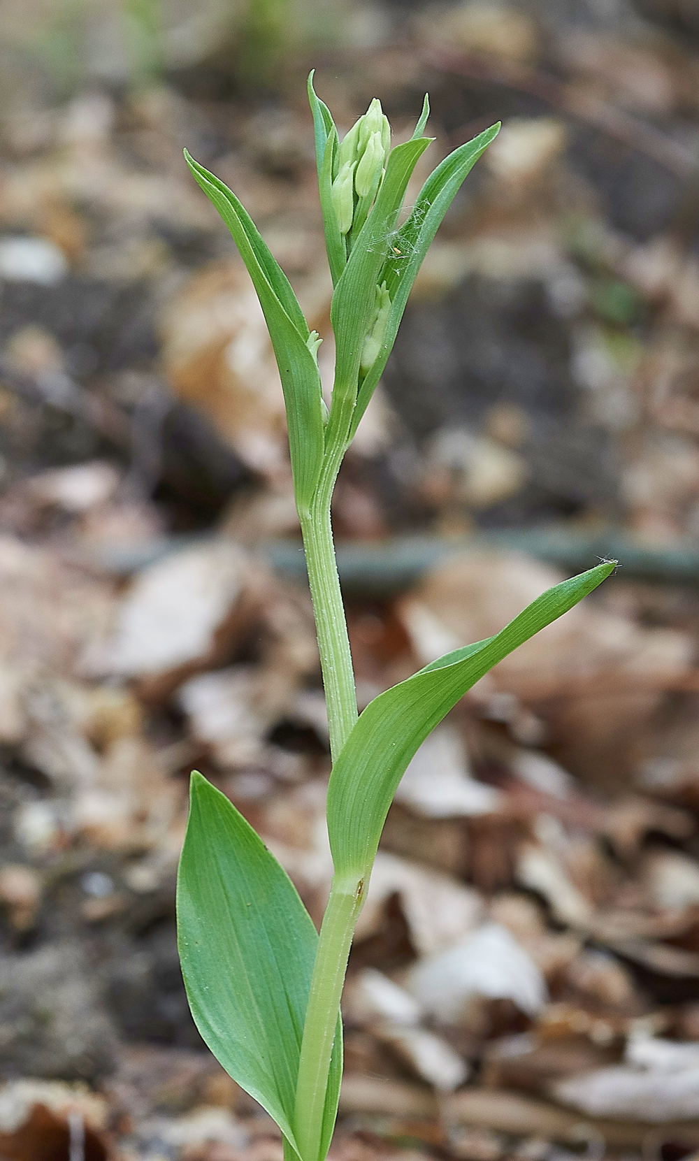 WhiteHelleborine180518-4