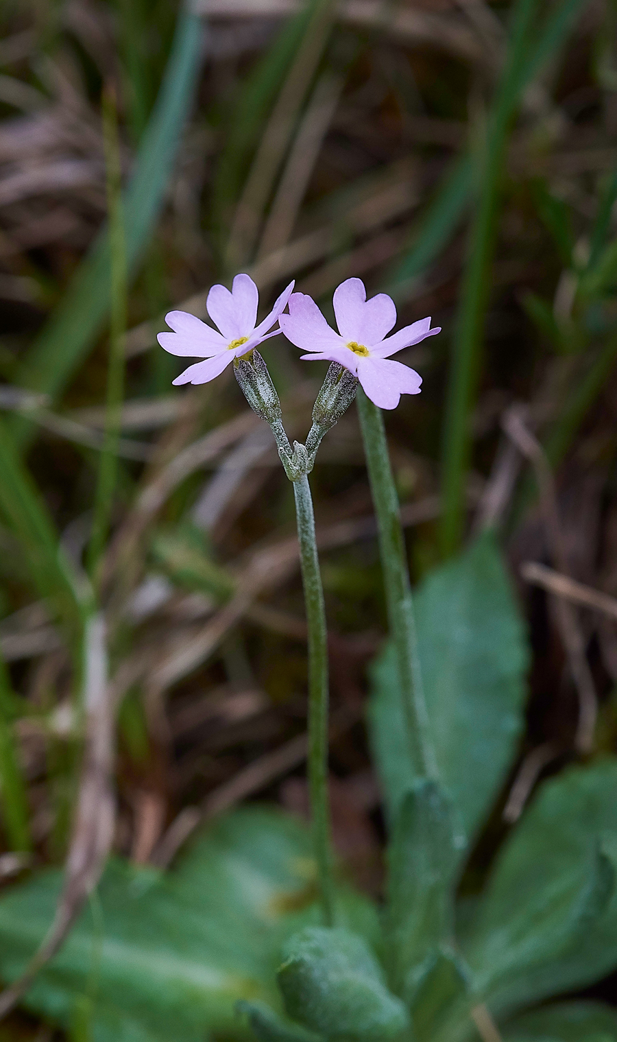 WiddyBankBird&#39;sEyePrimroseWiddyBankFell310518-1