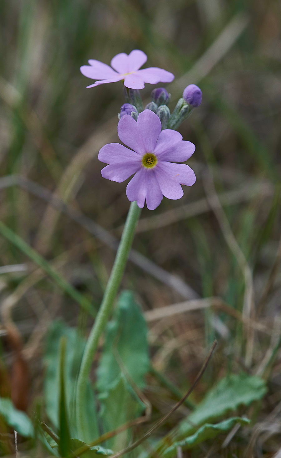 WiddyBankBird&#39;sEyePrimroseWiddyBankFell310518-2