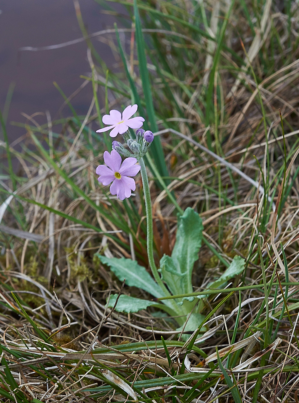 WiddyBankBird&#39;sEyePrimroseWiddyBankFell310518-3