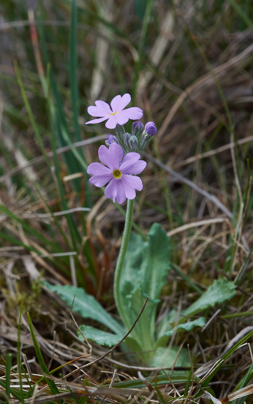 WiddyBankBird&#39;sEyePrimroseWiddyBankFell310518-4