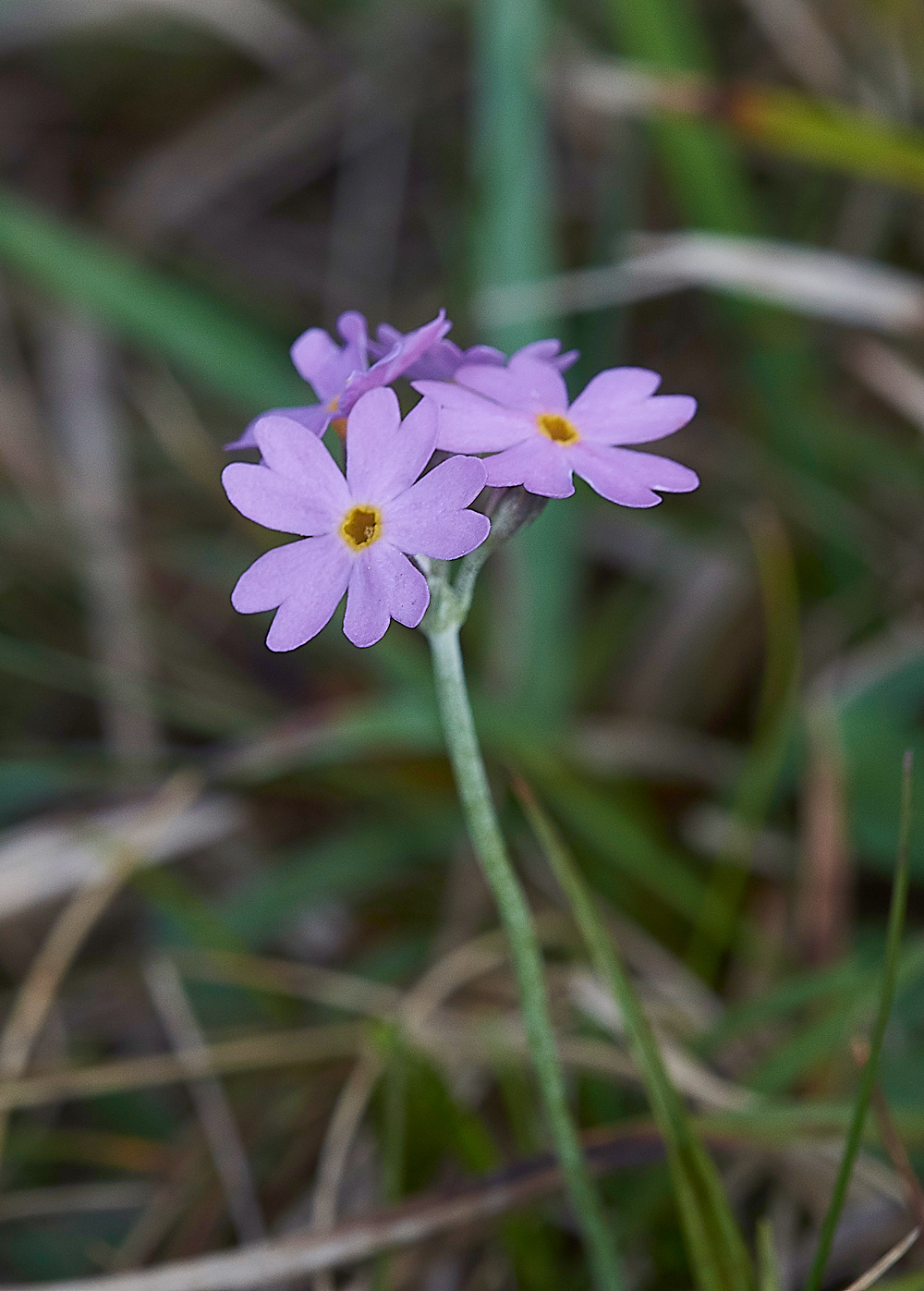 WiddyBankBird&#39;sEyePrimroseWiddyBankFell310518-5