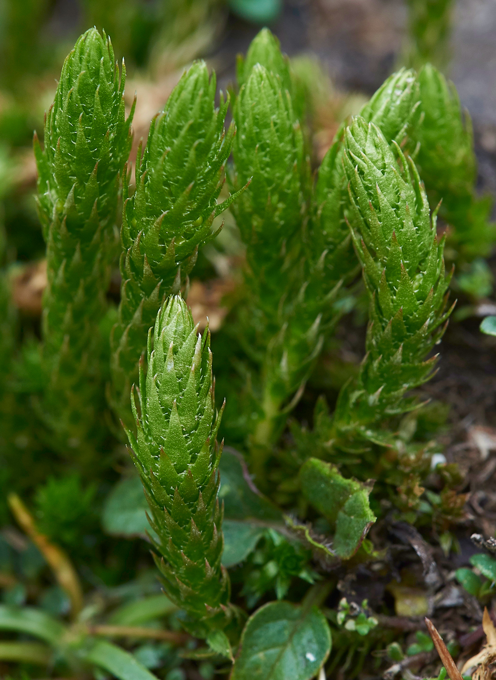 WiddyBankClubMossWiddyBankFell310518-1