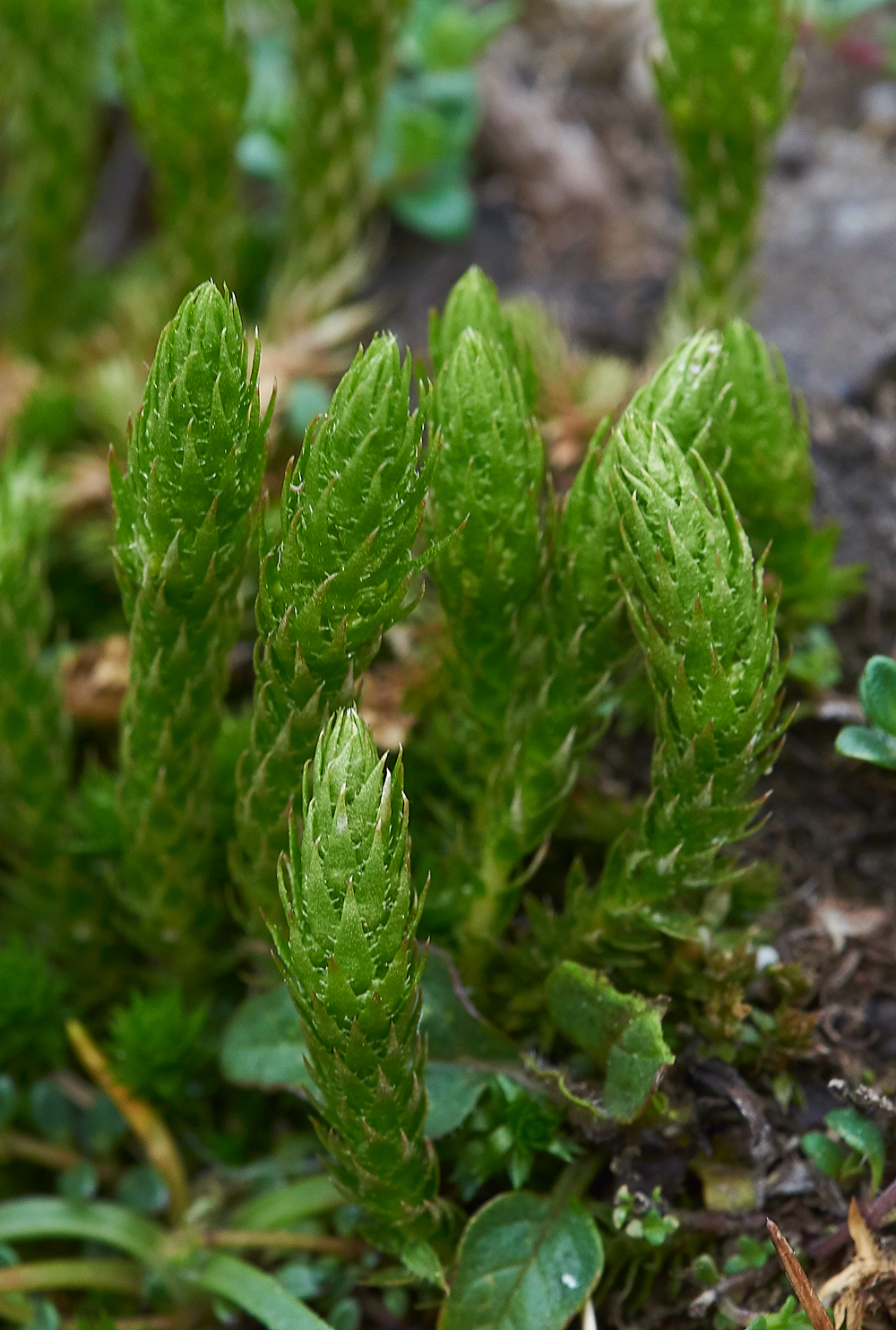 WiddyBankClubMossWiddyBankFell310518-2