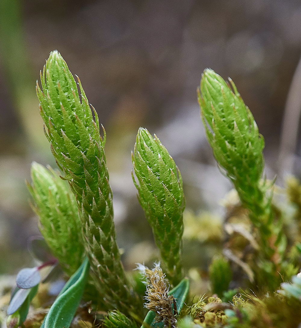 WiddyBankClubMossWiddyBankFell310518-3