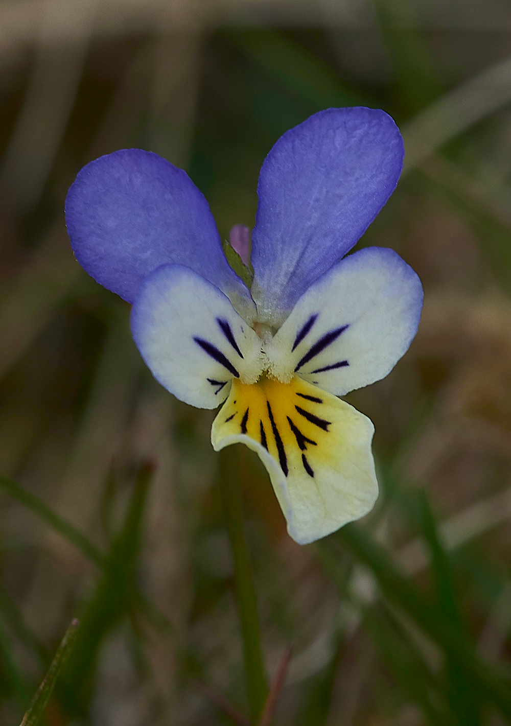 WiddyBankFell310518-8