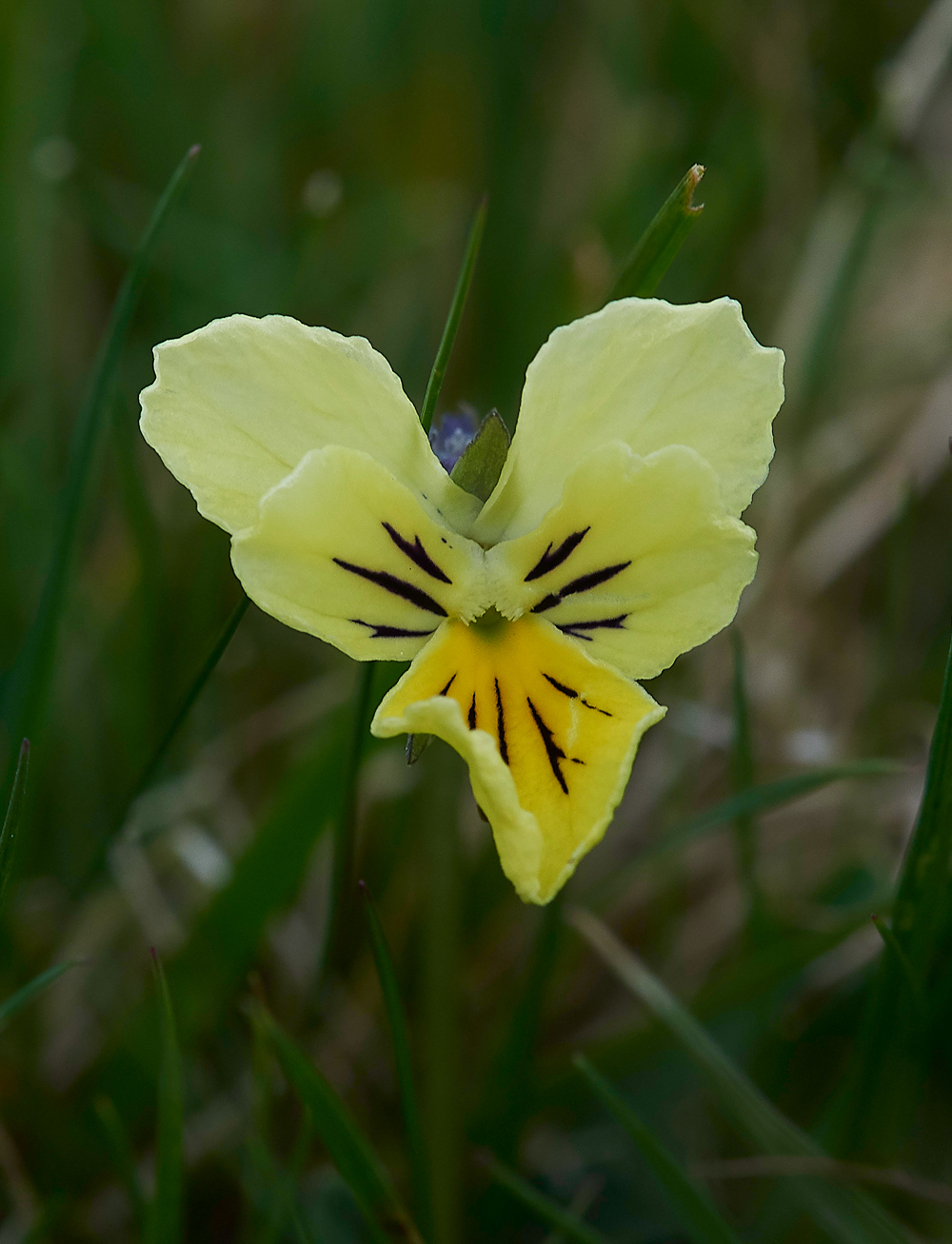 WiddyBankFellPansyWiddyBankFell310518-1