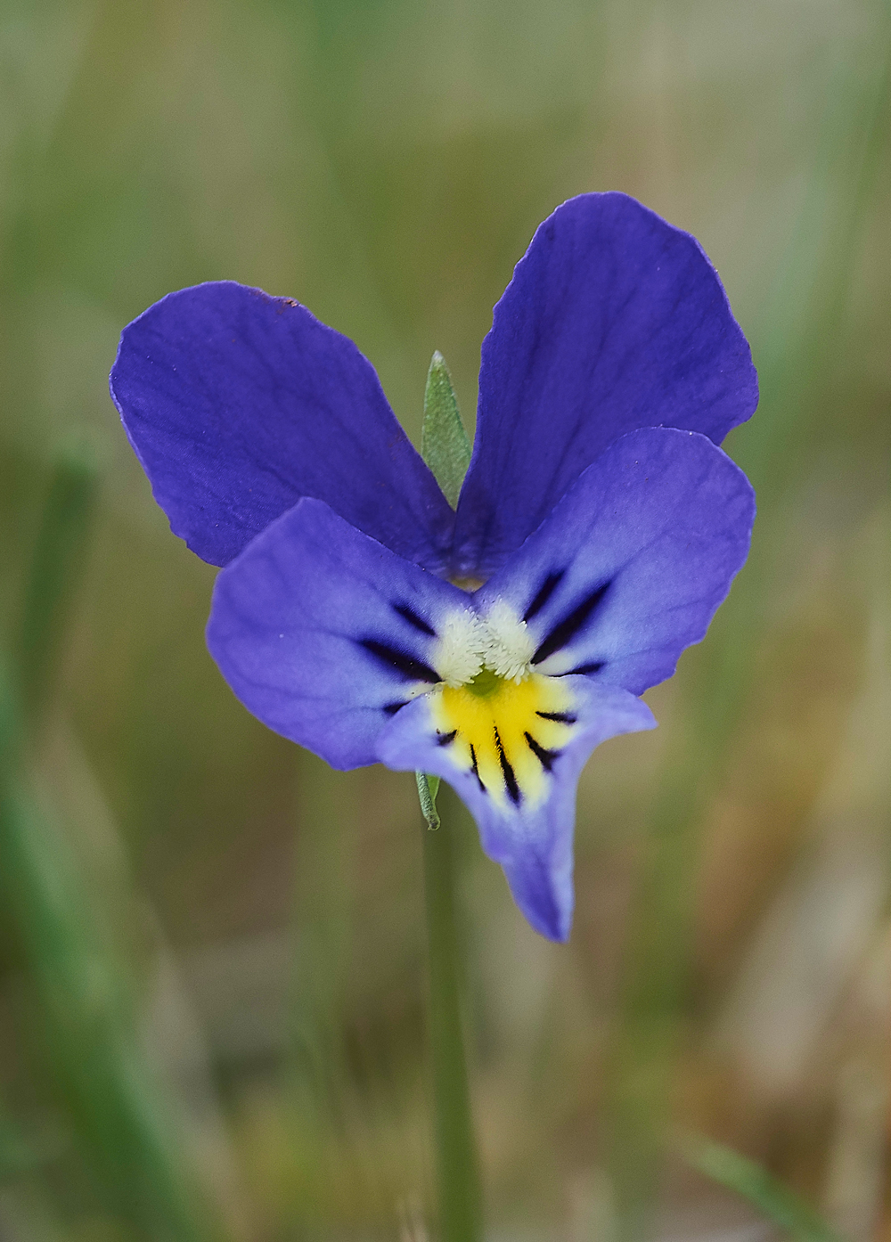 WiddyBankFellPansyWiddyBankFell310518-3