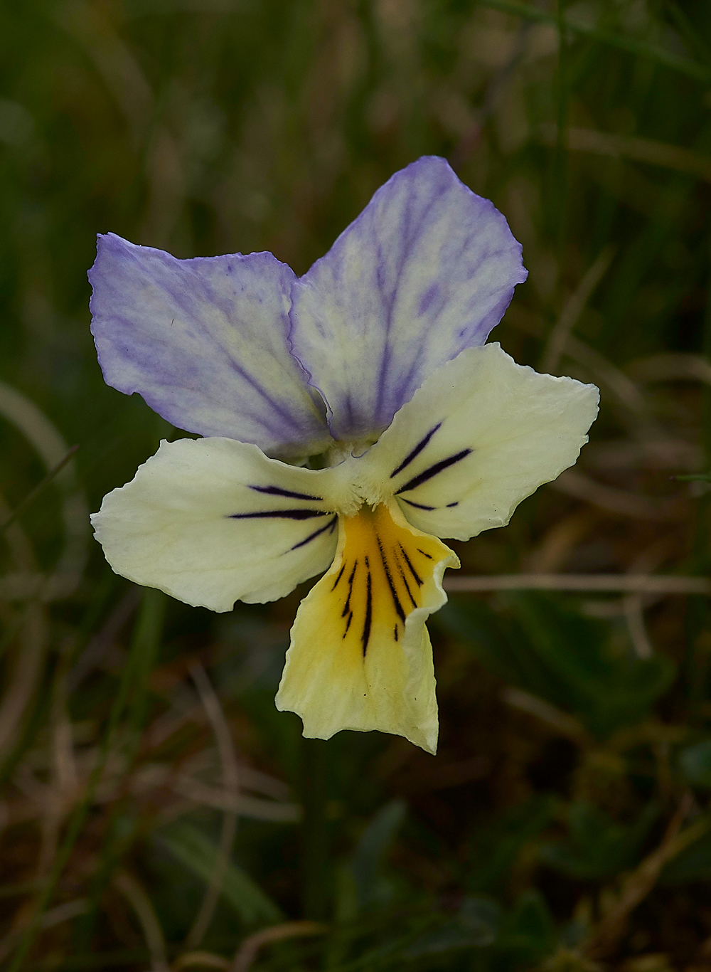 WiddyBankFellPansyWiddyBankFell310518-4
