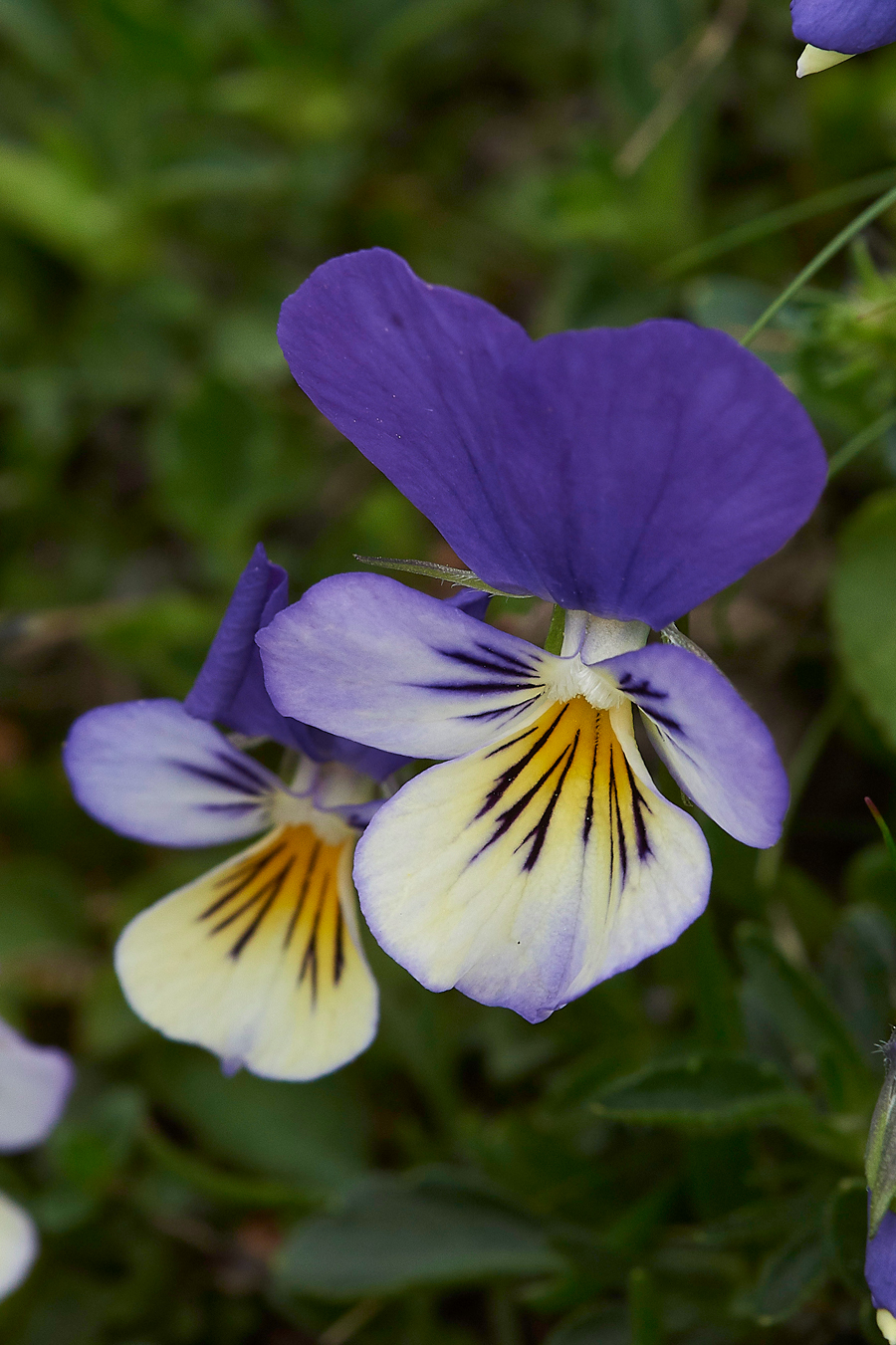WiddyBankFellPansyWiddyBankFell310518-6