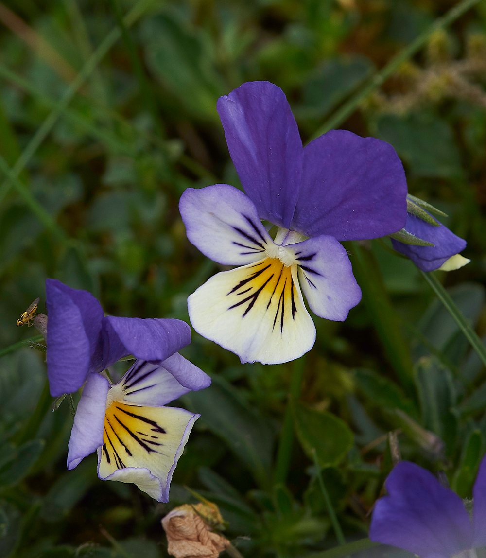 WiddyBankFellPansyWiddyBankFell310518-7