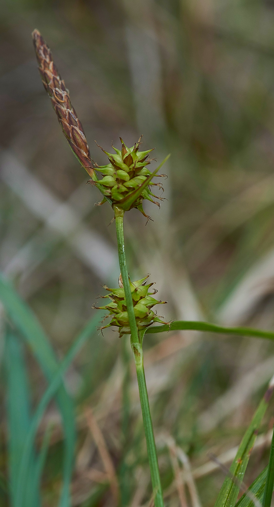 WiddyBankFellSedge310518-1