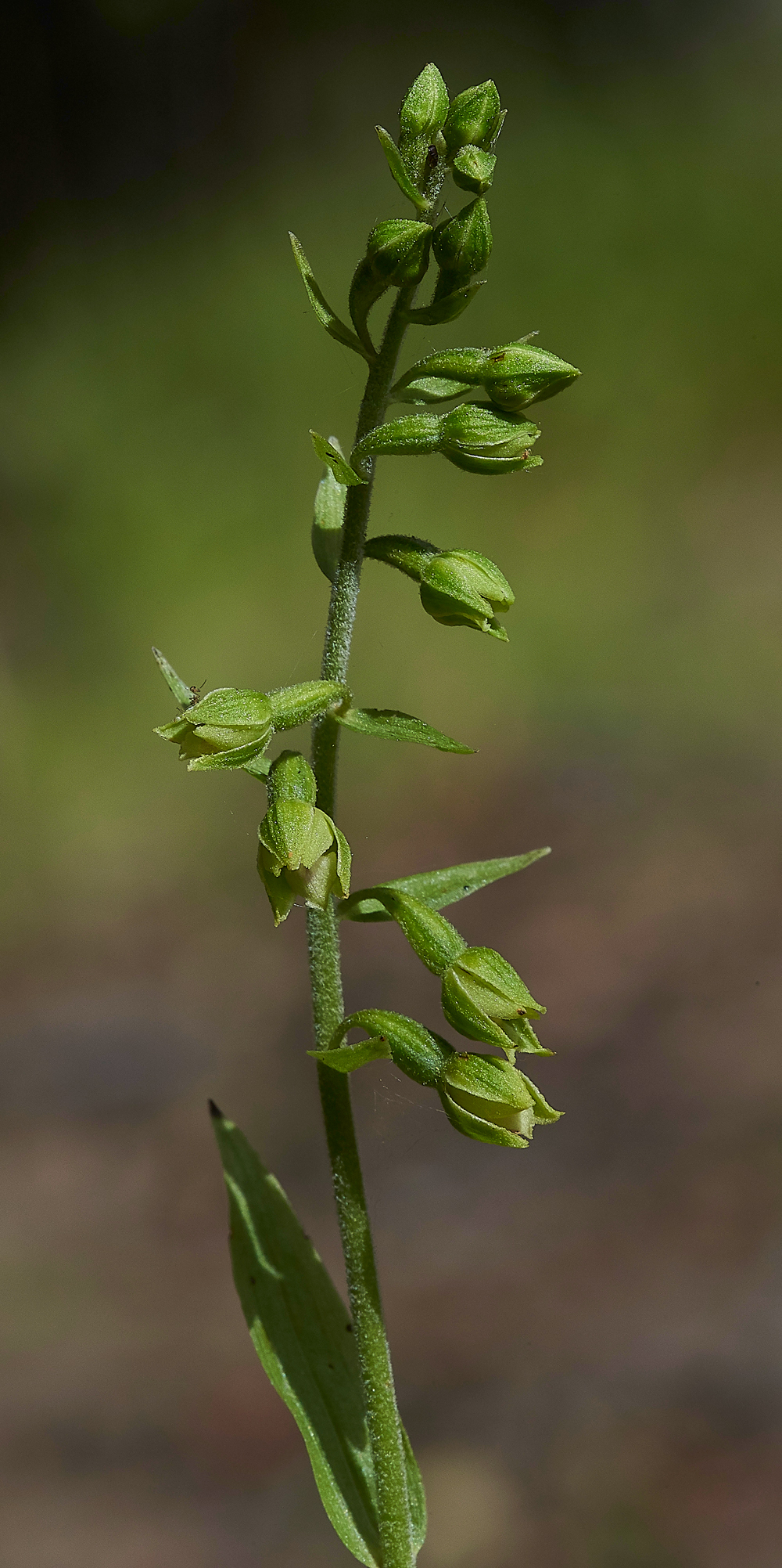 WilliamstonHelleborine120718-1