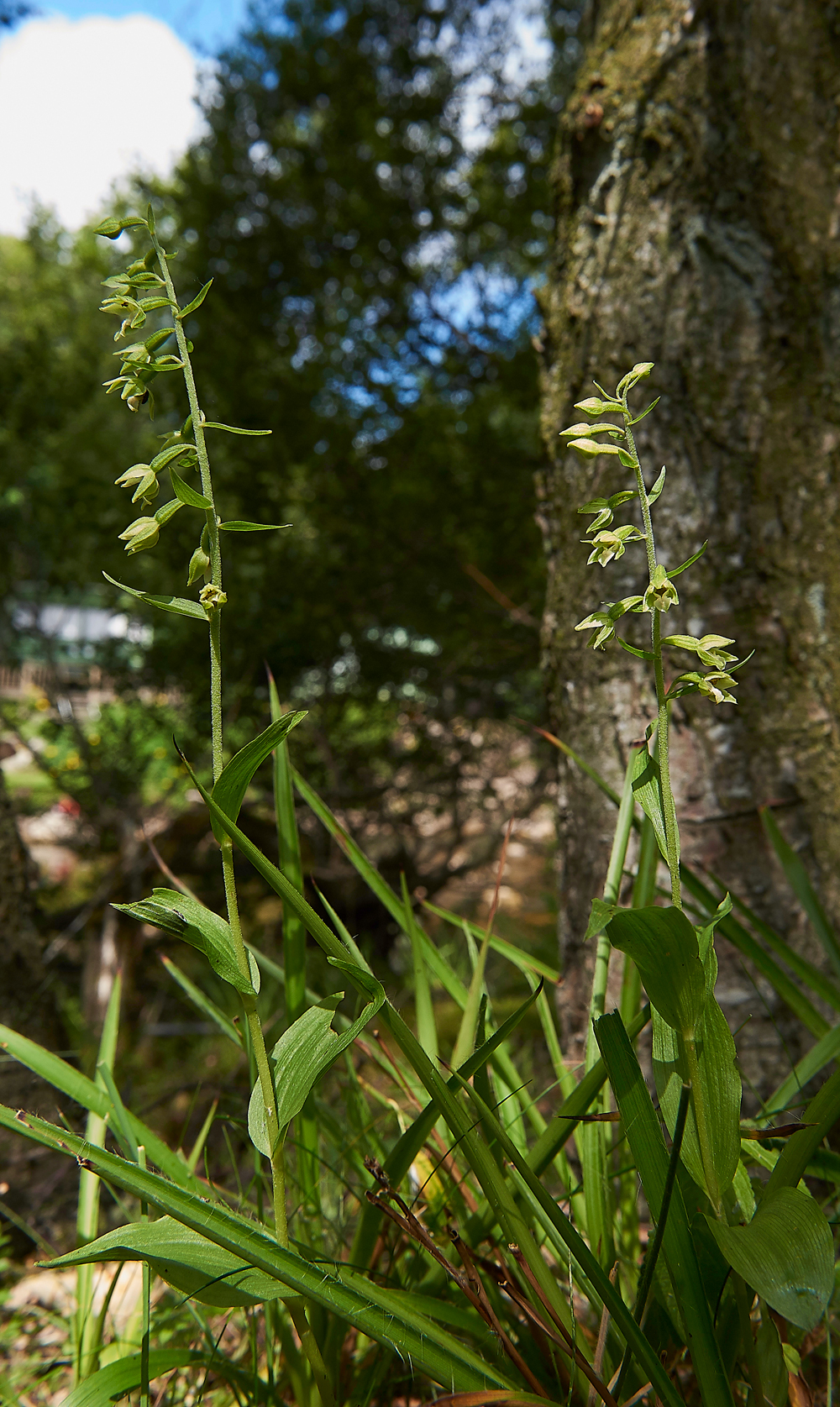 WilliamstonHelleborine120718-14