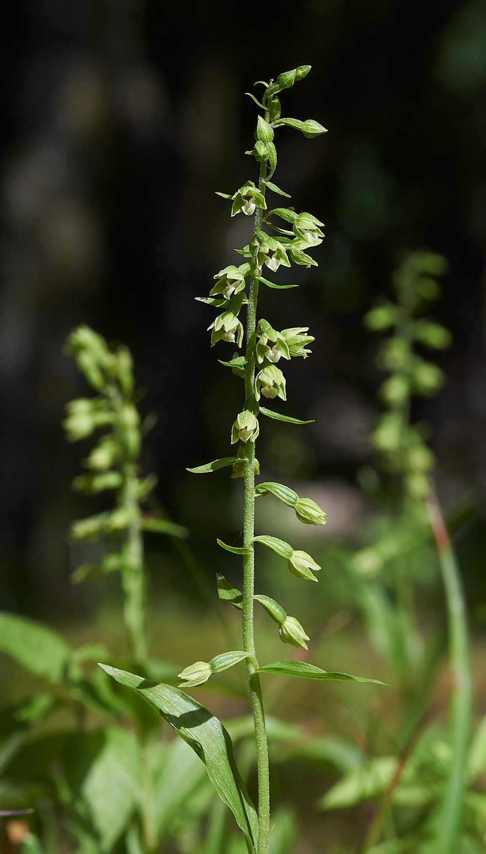WilliamstonHelleborine120718-2