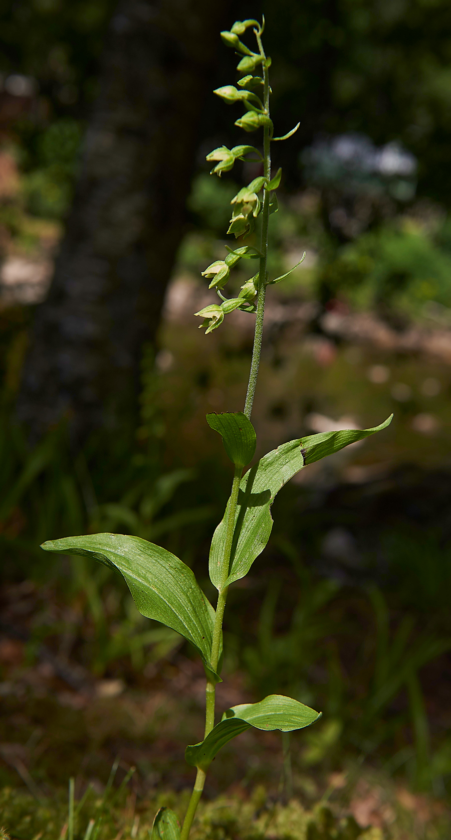 WilliamstonHelleborine120718-3