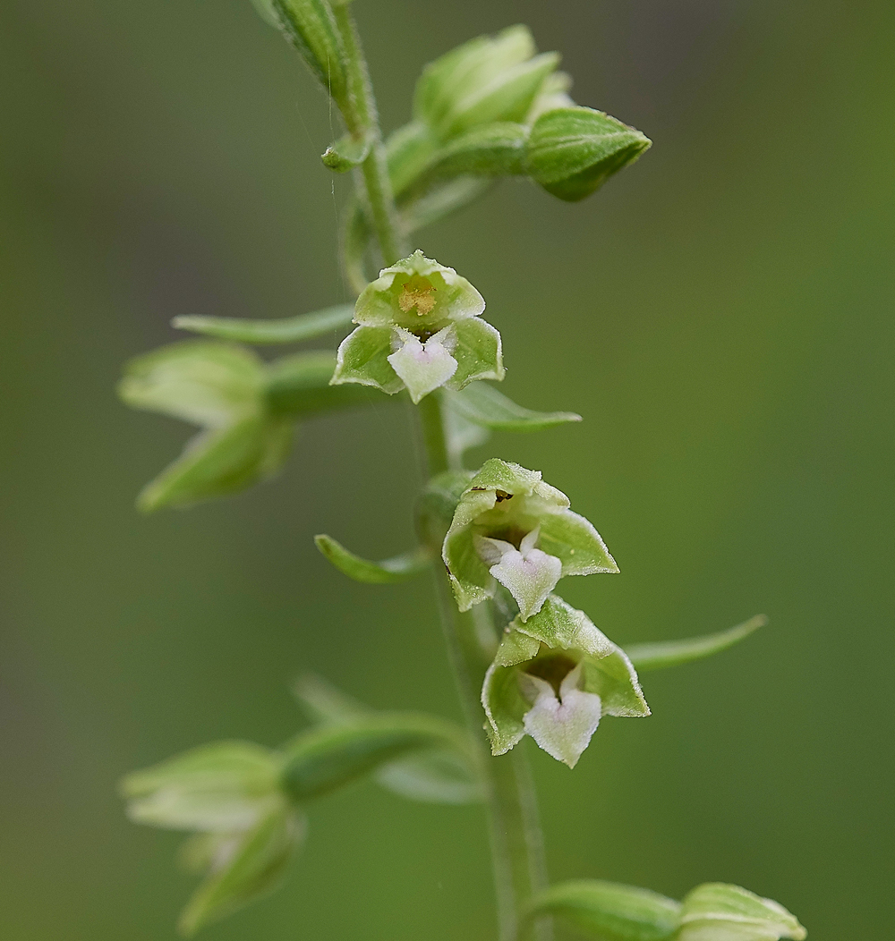 WilliamstonHelleborine120718-8