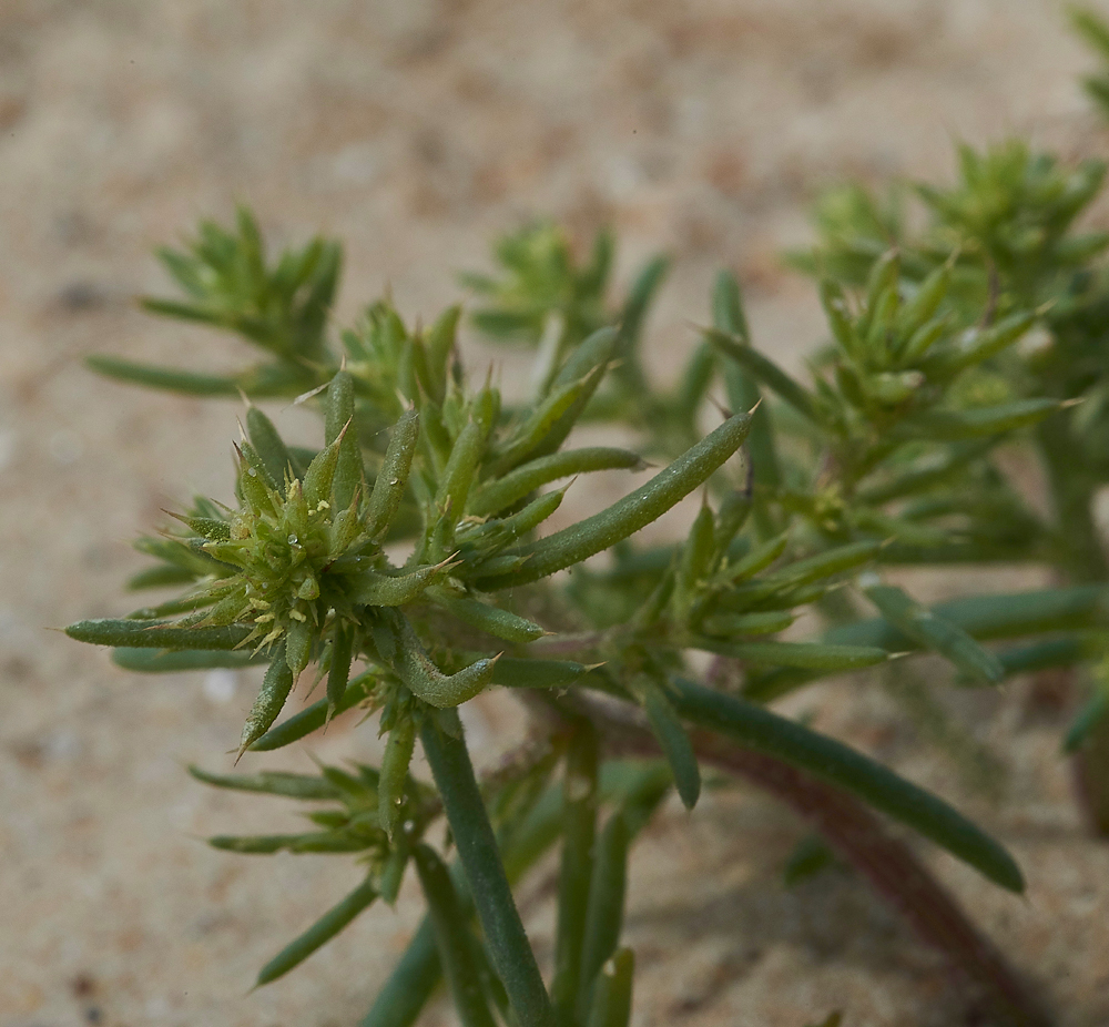 WintertonSaltwort060718-1