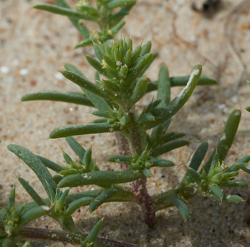 WintertonSaltwort060718-2