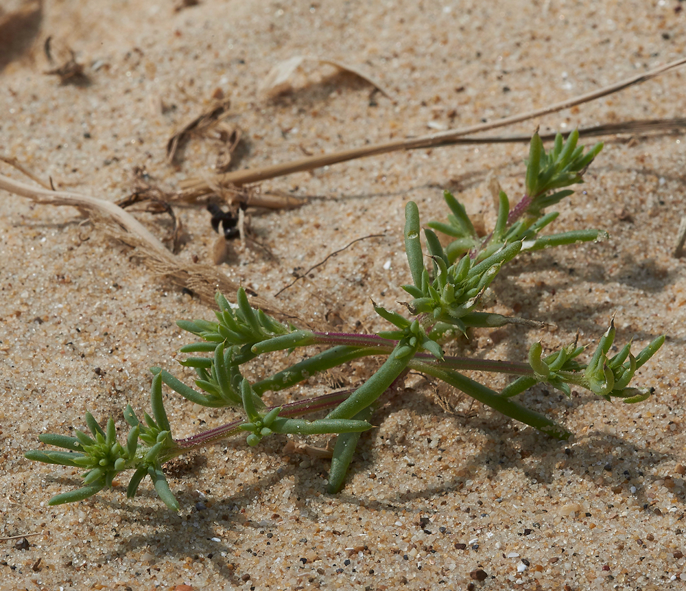 WintertonSaltwort060718-3