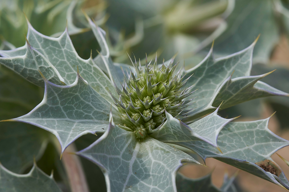WintertonSeaHolly060718-1