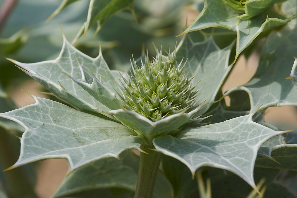 WintertonSeaHolly060718-2