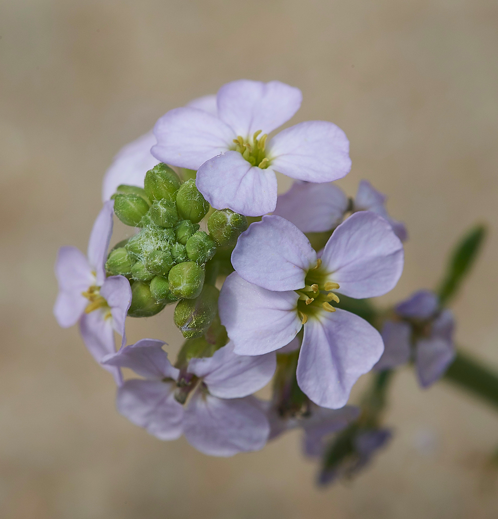 WintertonSeaRocket0601718-1