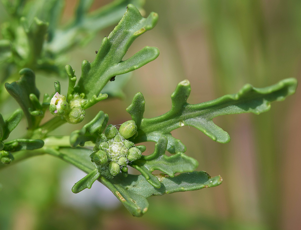 WintertonSeaRocket0601718-2