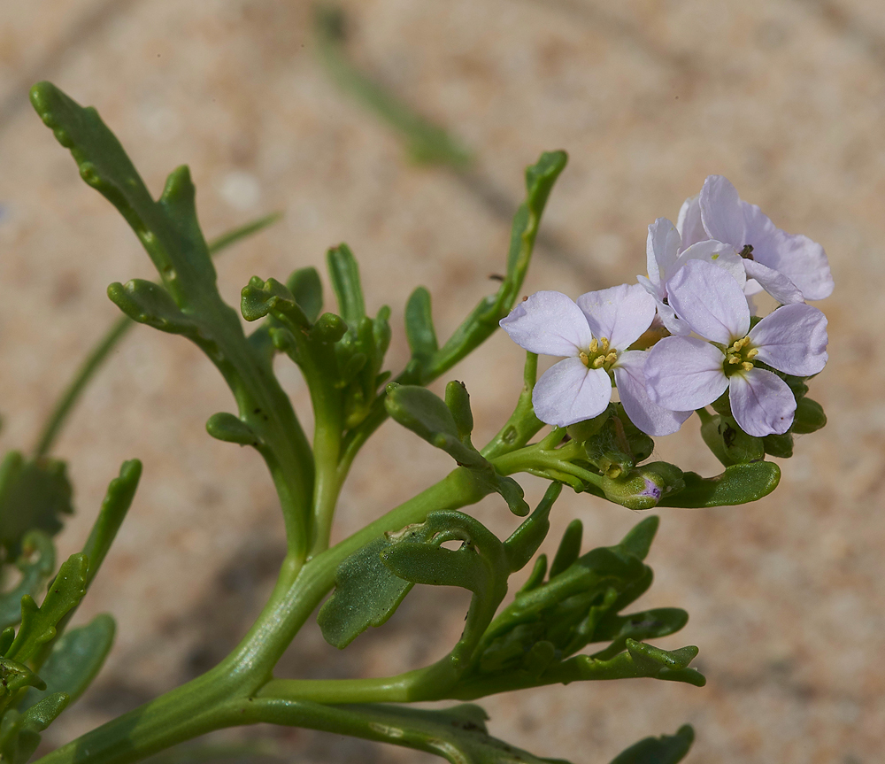 WintertonSeaRocket0601718-3