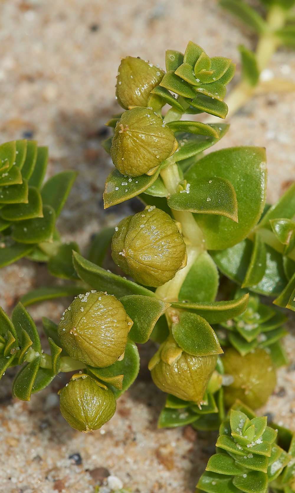 WintertonSeaSandwort060718-2