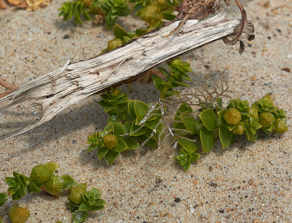 WintertonSeaSandwort060718-3