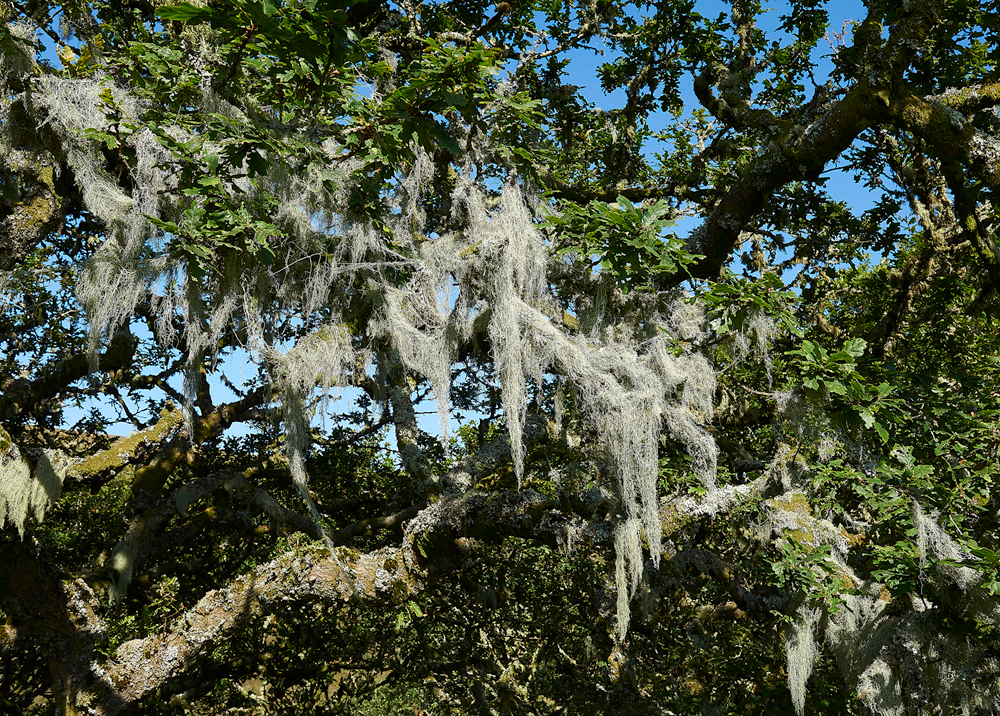 Wistman&#39;sWood310818-12