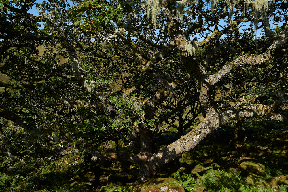 Wistman&#39;sWood310818-13