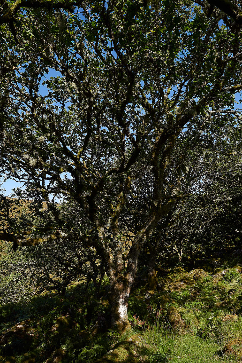 Wistman&#39;sWood310818-14