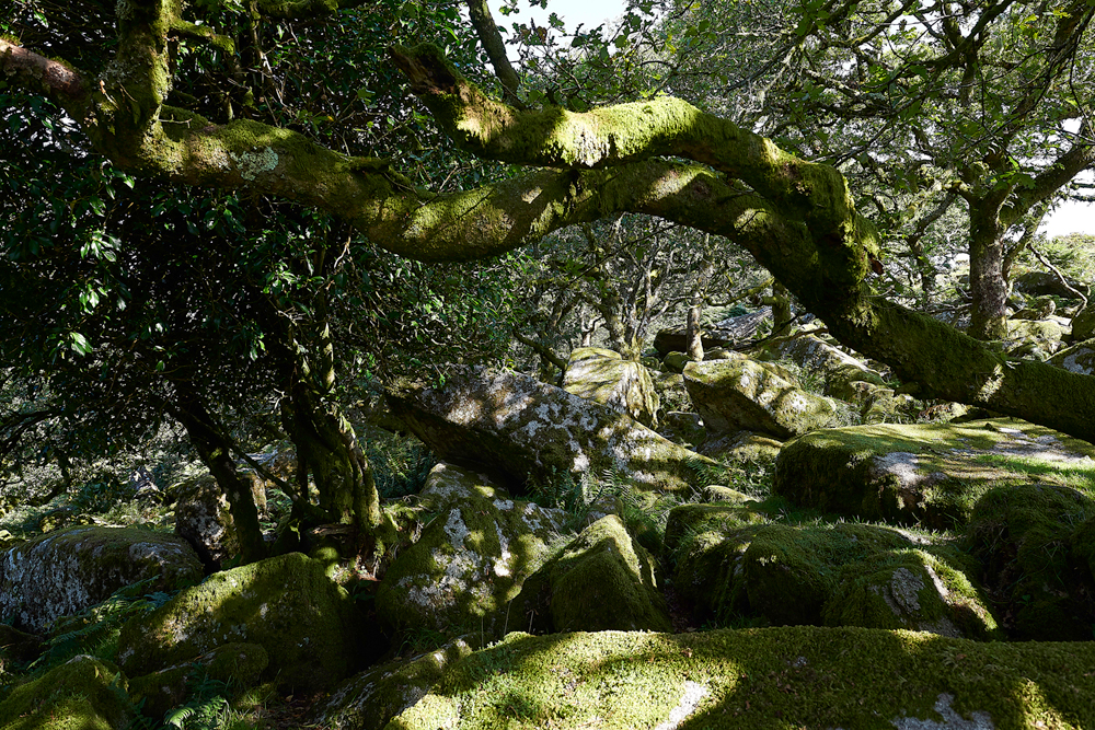 Wistman&#39;sWood310818-15