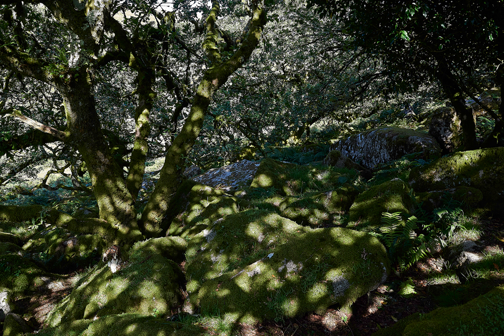 Wistman&#39;sWood310818-16