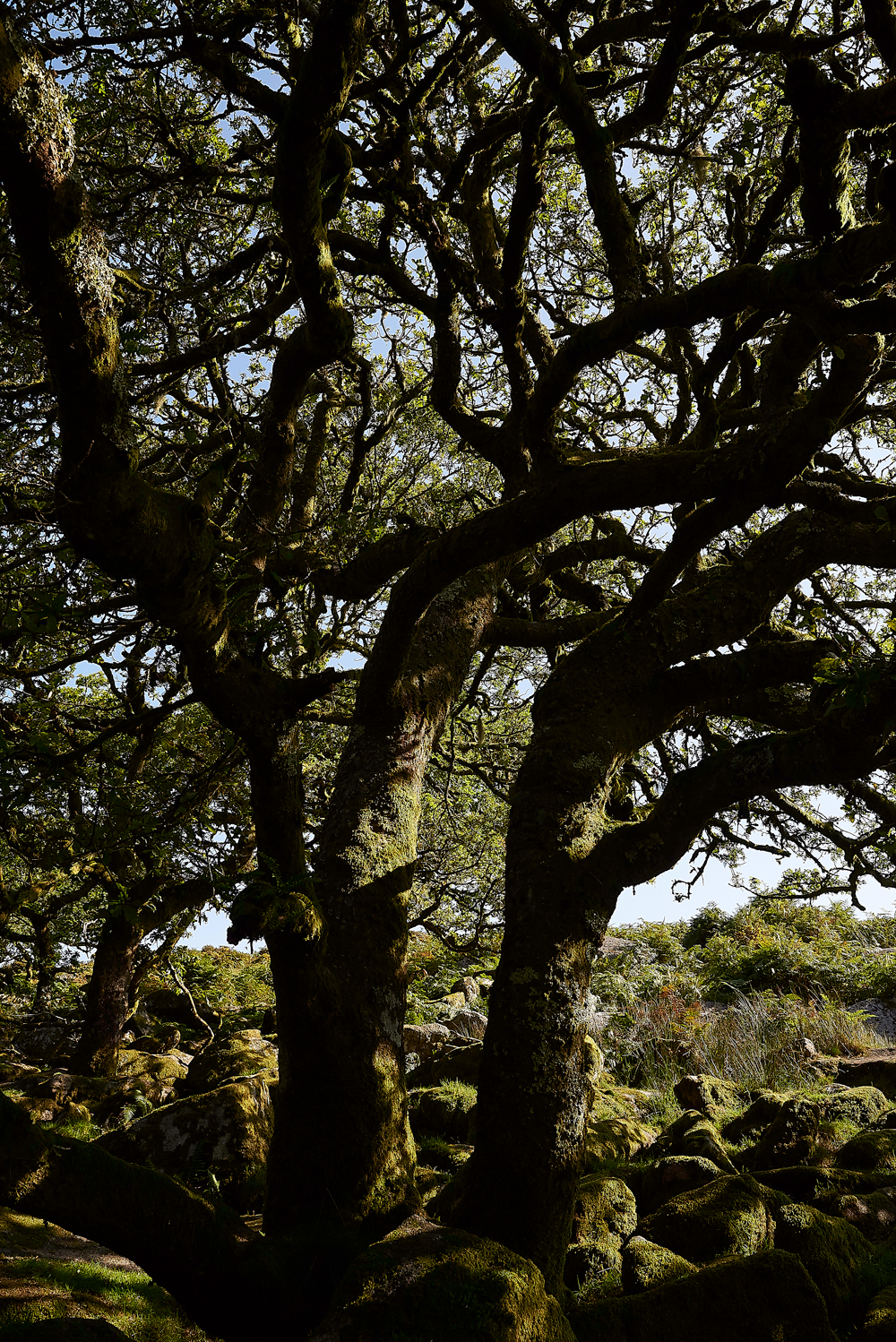 Wistman&#39;sWood310818-17