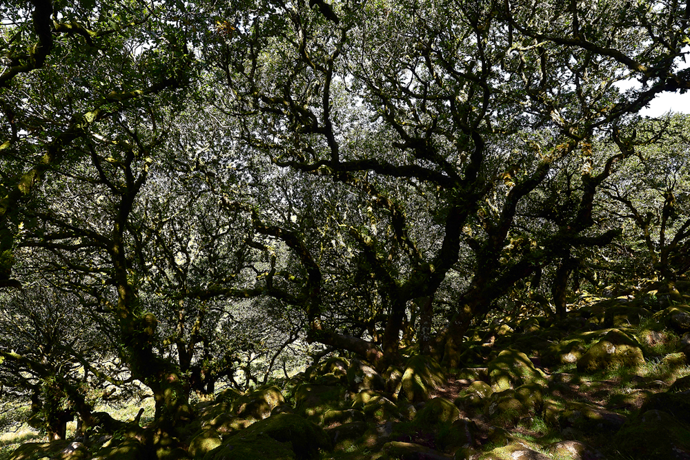 Wistman&#39;sWood310818-18