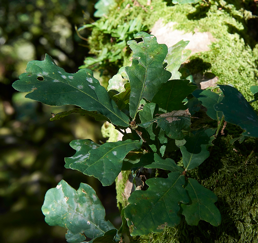 Wistman&#39;sWood310818-19