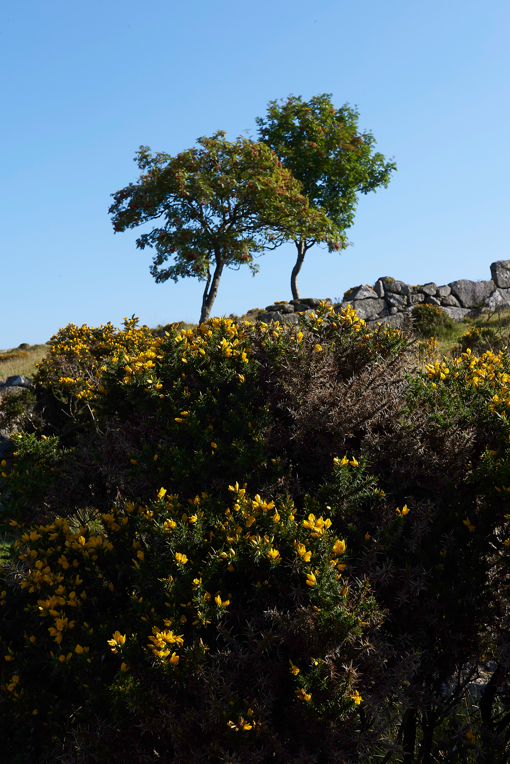 Wistman&#39;sWood310818-2