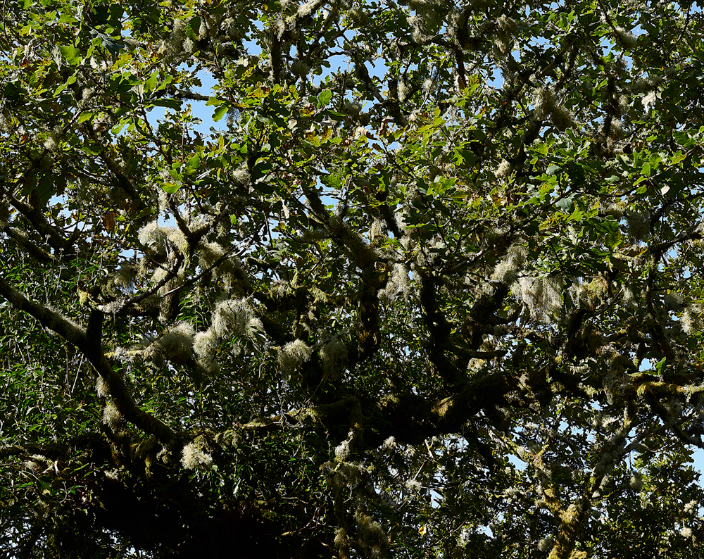 Wistman&#39;sWood310818-20