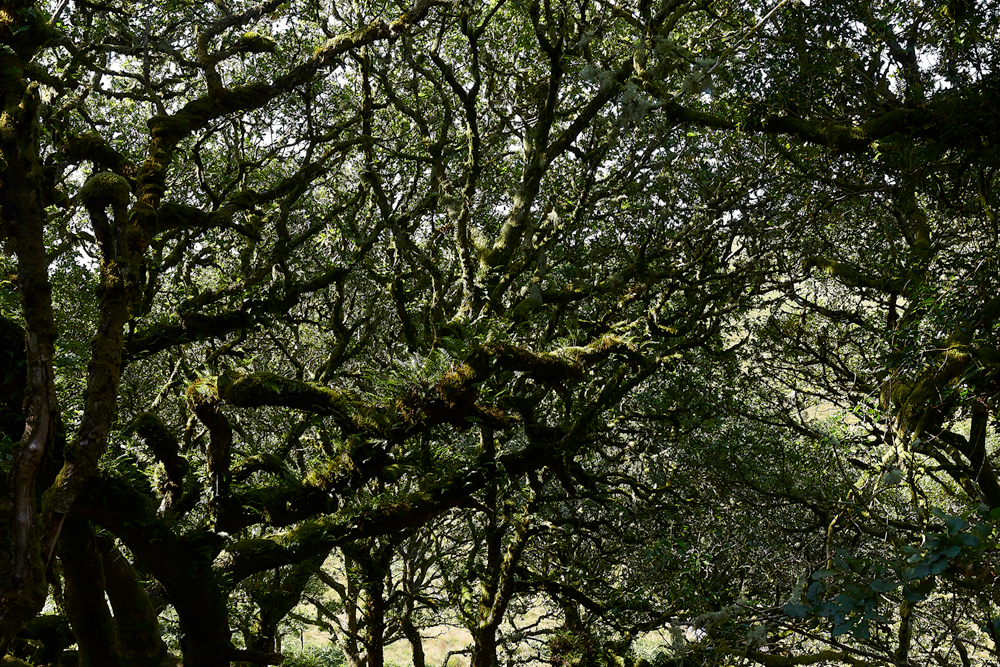 Wistman&#39;sWood310818-21