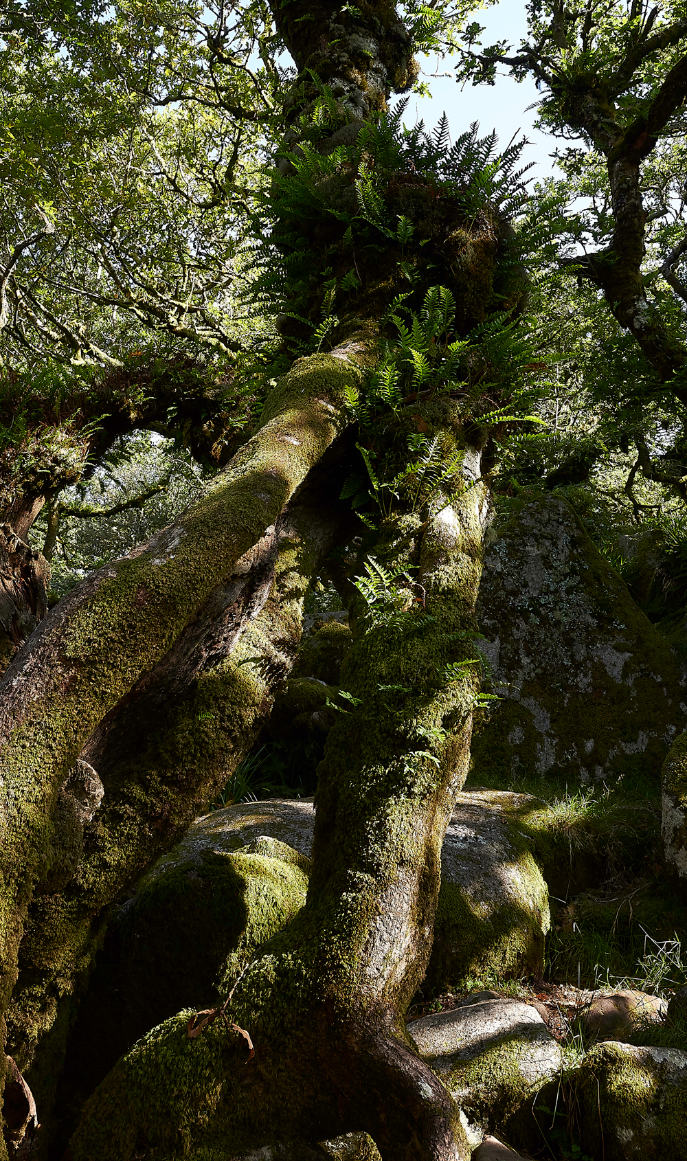 Wistman&#39;sWood310818-22